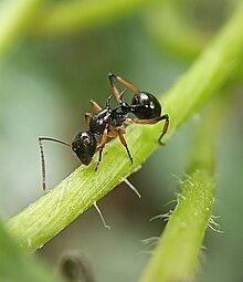 Polyrhachis follicula on a plant stem