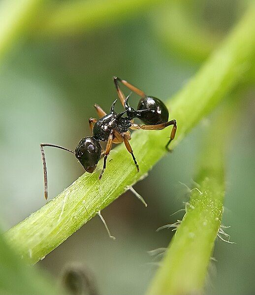 File:Polyrhachis follicula.jpg