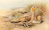 Spotted sandgrouse