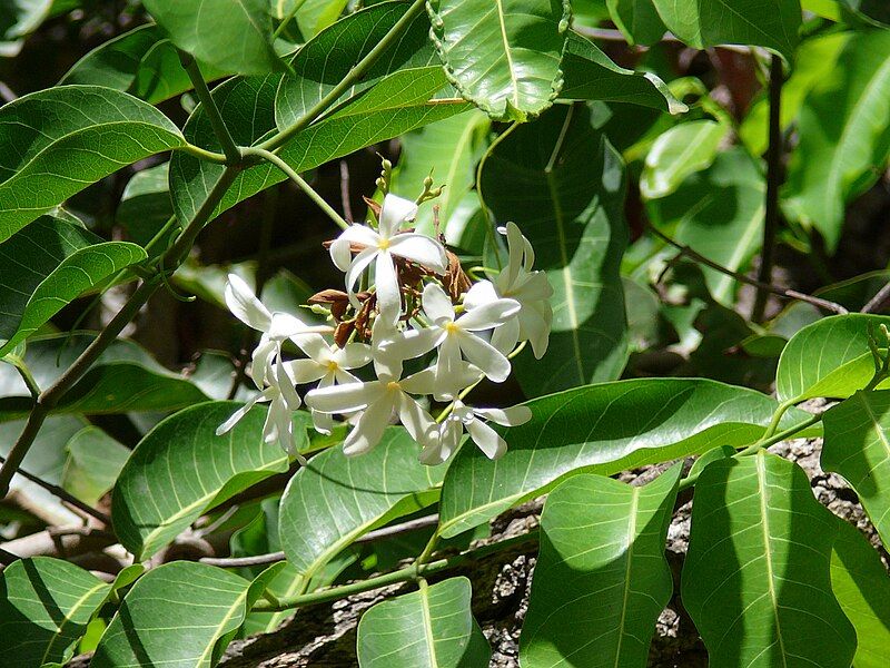 File:Saba senegalensis 0002.jpg