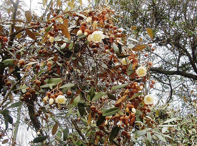 File:Sarcolaena oblongifolia 2.JPG