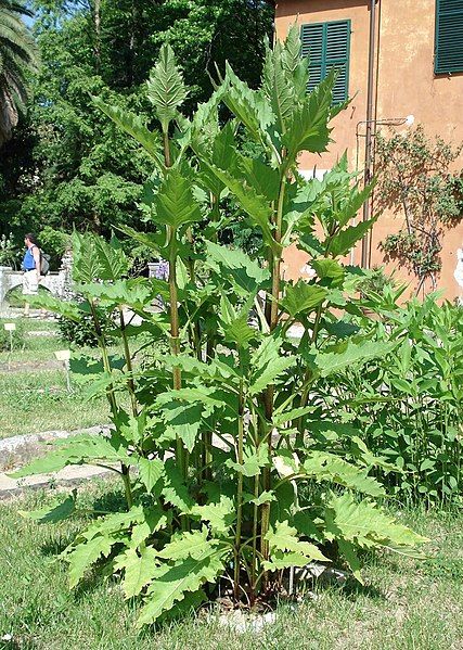 File:Silphium perfoliatum.JPG