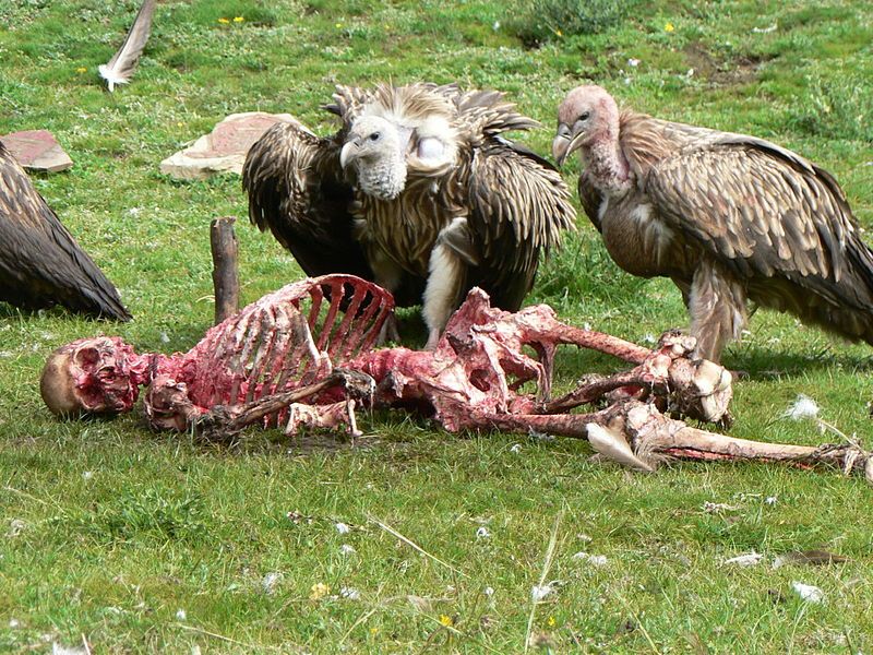 File:Skeletonskyburial.jpg