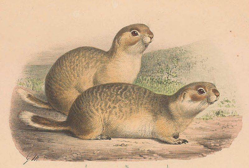 File:Spermophilus erythrogenys.jpg