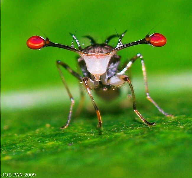 File:Stalk-eyed fly0035s.jpg