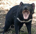 Tasmanian Devil