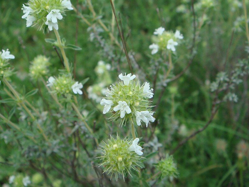 File:Thymus mastichina 2.JPG