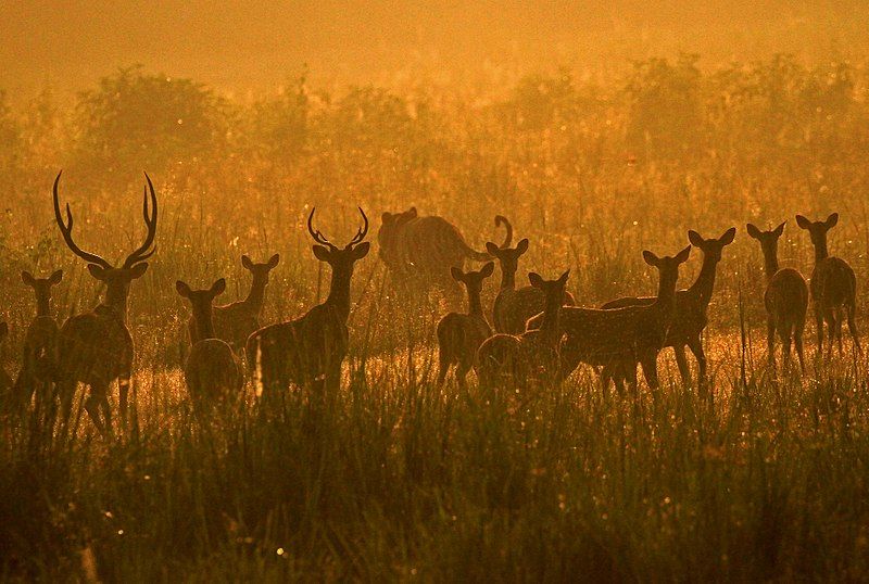 File:Tiger and deers.jpg