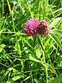 Trifolium alpestre