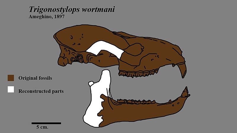 File:Trigonostylops skull.jpg