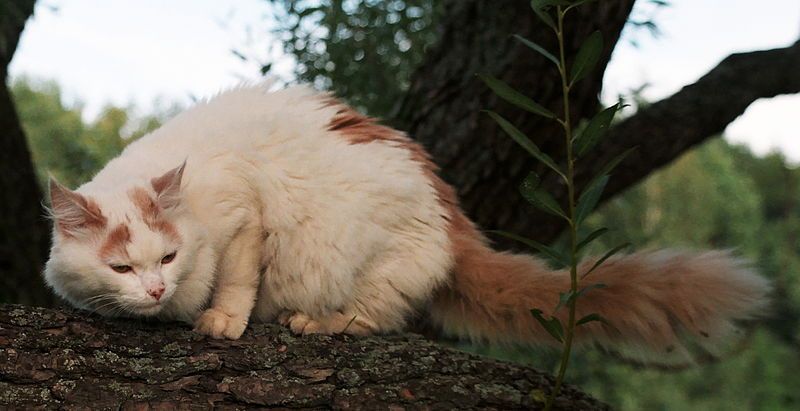 File:Turkish Van.jpg