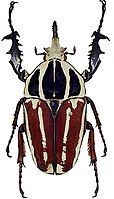 Mecynorhina ugandensis var. obenbergeri Tesař