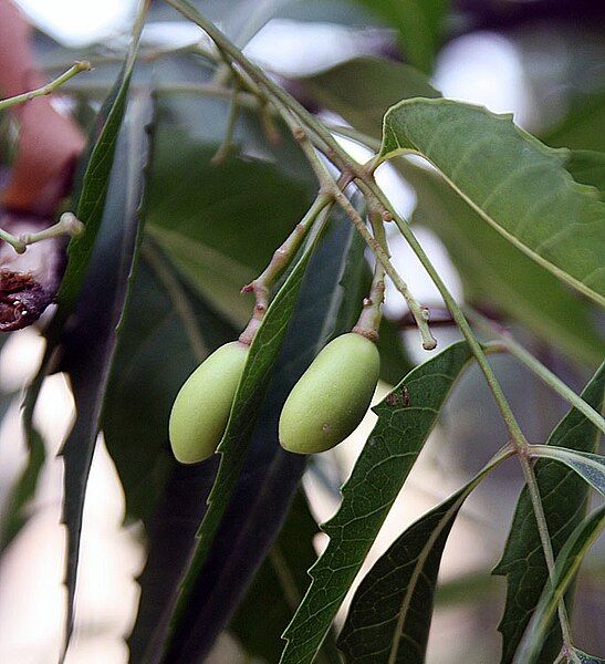 File:Unripe Neem fruits.jpg