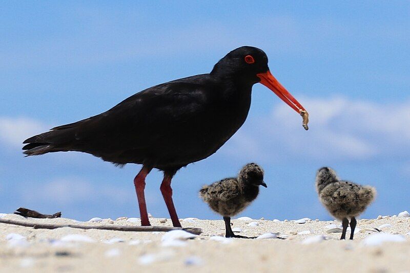 File:Variable oyster catcher.jpg