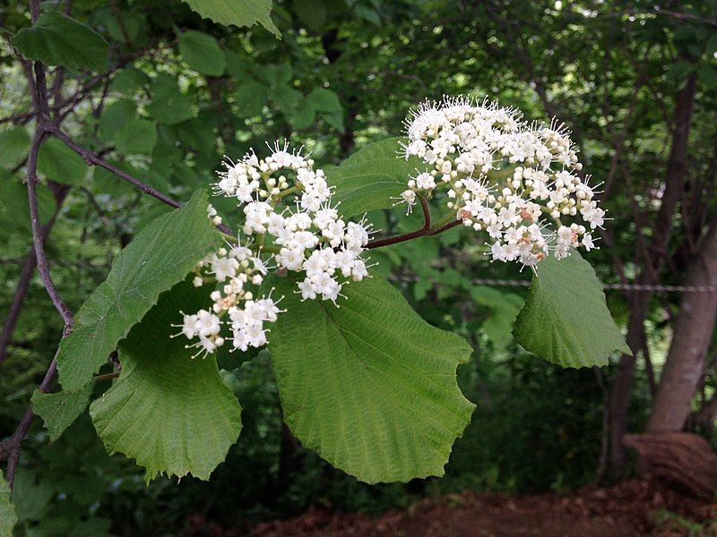 File:Viburnum dilatatum Japan.jpg