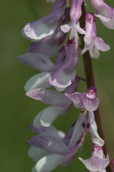 File:Vicia tenuifolia (27260895200).jpg