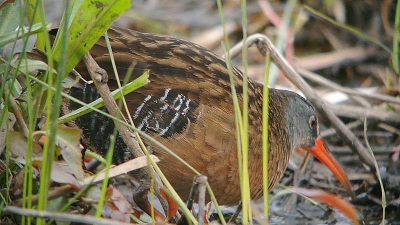 File:Virginia Rail (8100205928).jpg