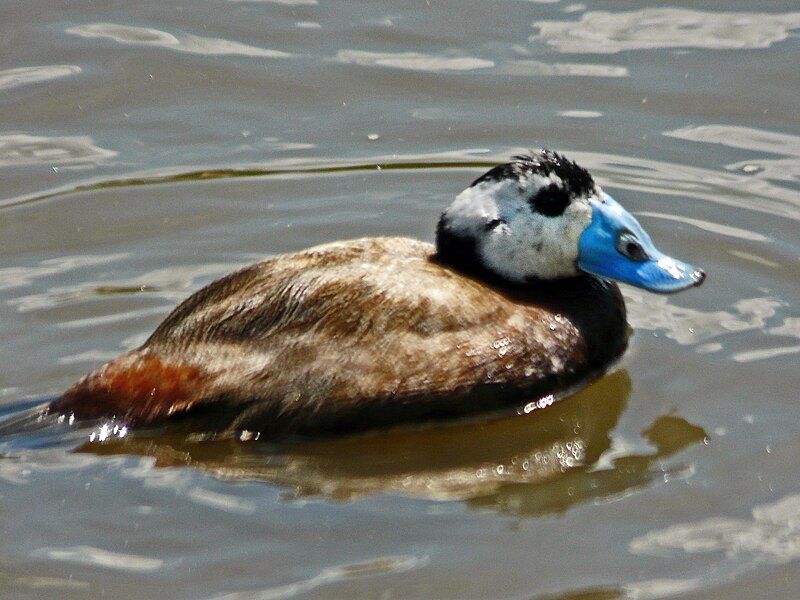 File:White-headed Duck.jpg