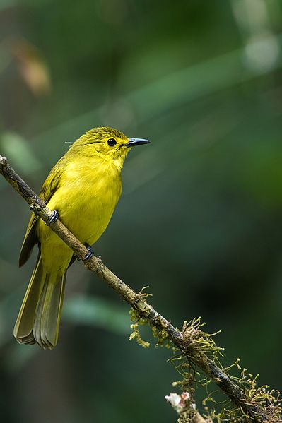 File:Yellow-browed bulbul.jpg