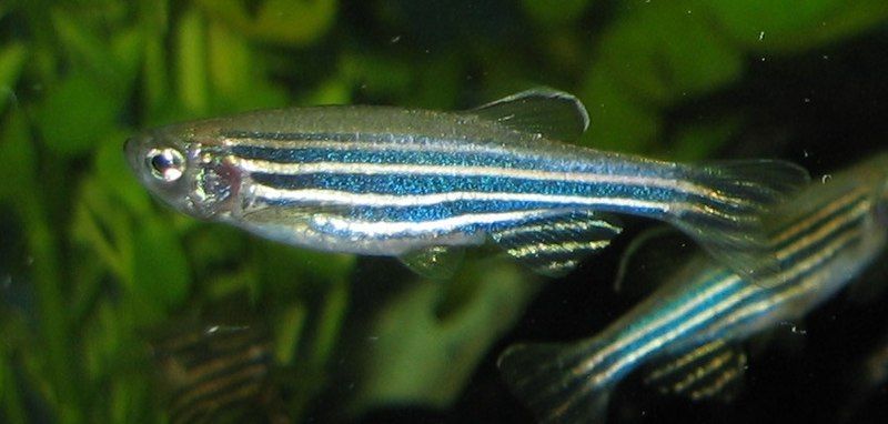 File:Zebrafisch.jpg