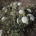 Sweet sand verbena, U.S. 84 near Medanales