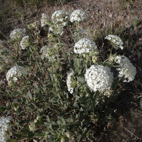 File:Abronia fragrans habitus1.jpg