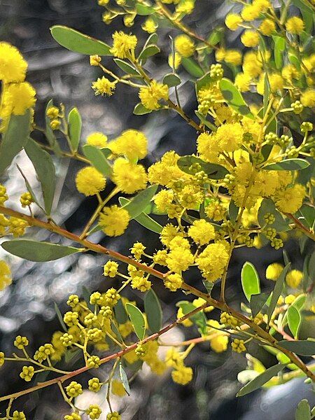 File:Acacia buxifolia 01.jpg