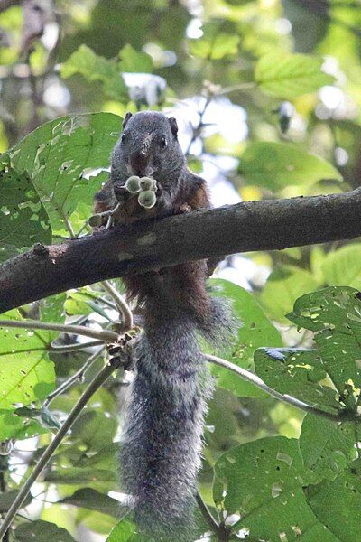 File:African giant squirrel.jpg