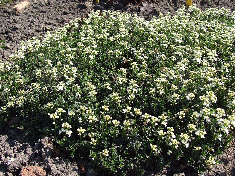 File:Arabis ferdinandi-coburgii a2.jpg