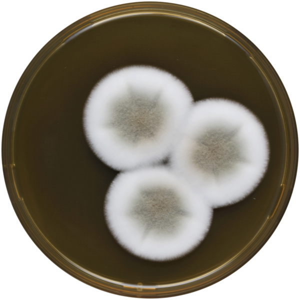 File:Aspergillus puniceus meaox.png