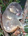 Australian Cairns Koala