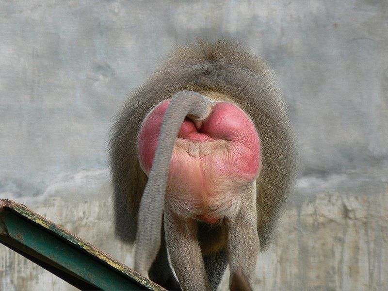 File:Baboon buttocks.jpg