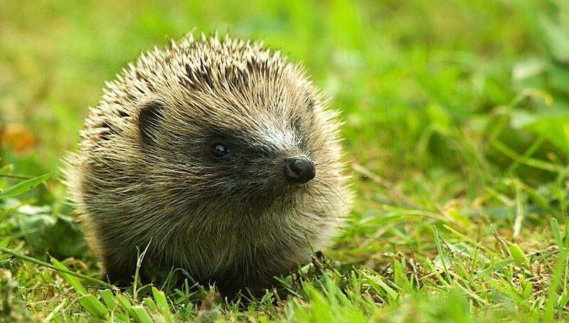 File:Baby Hedgehog.jpg