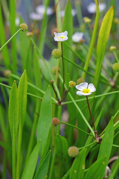 File:BaldelliaRanunculoides3.jpg