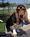 Basset Hound