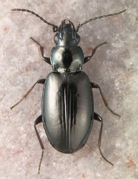 File:Bembidion osculans.jpg