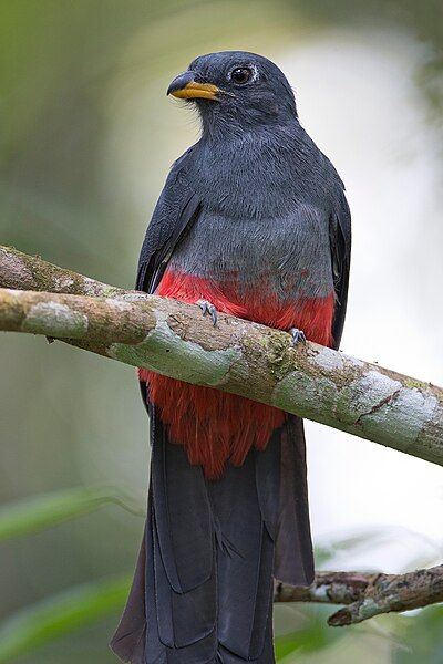 File:Black-tailed Trogon (F).jpg