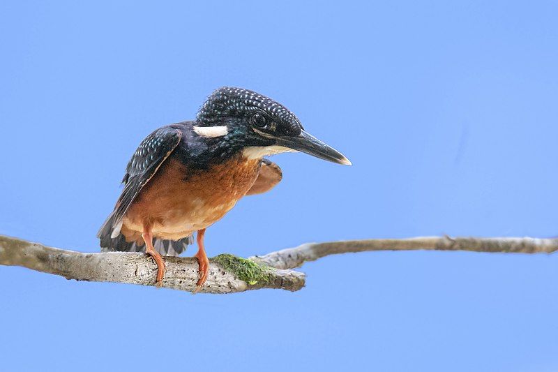 File:Blyth's kingfisher.jpg