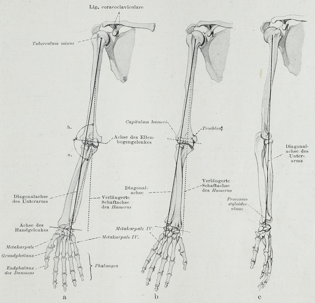 File:Braus 1921 149.png