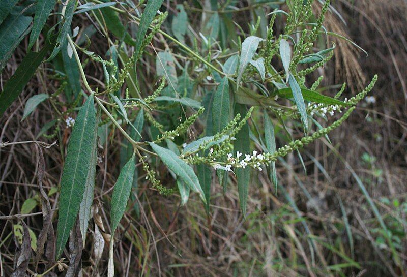 File:Buddleja asiatica 1.jpg