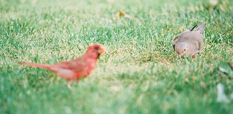 File:Cardinal MourningDove.jpg