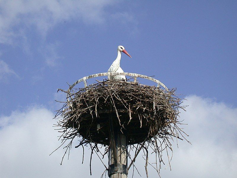 File:Cegonha alsaciana.jpg