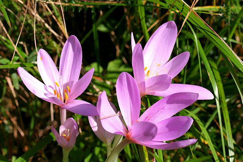 File:Colchicum autumnale ENBLA03.jpeg