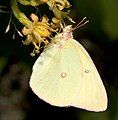 Adult, ventral view of wings.