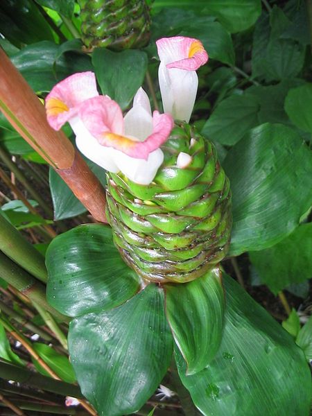 File:Costus afer (Flower).jpg