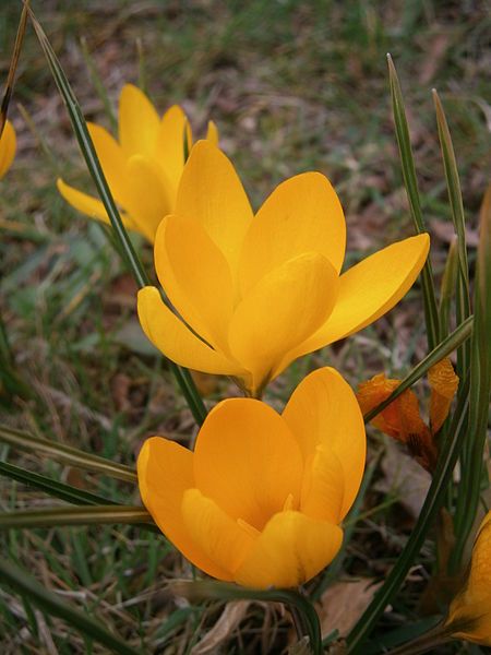 File:Crocus Yellow Mammoth02.jpg