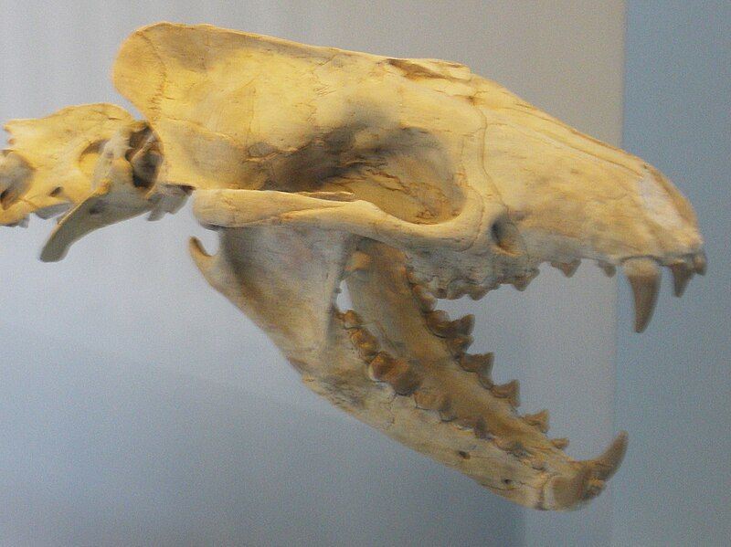 File:Daphoenus vetus head.JPG