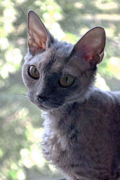 File:Devon Rex Cassini.jpeg