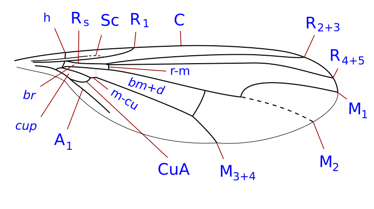 File:Dolichopodidae wing veins-1.svg