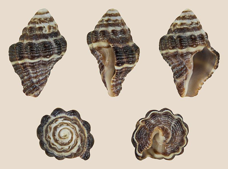 File:Drupella margariticola 02.jpg